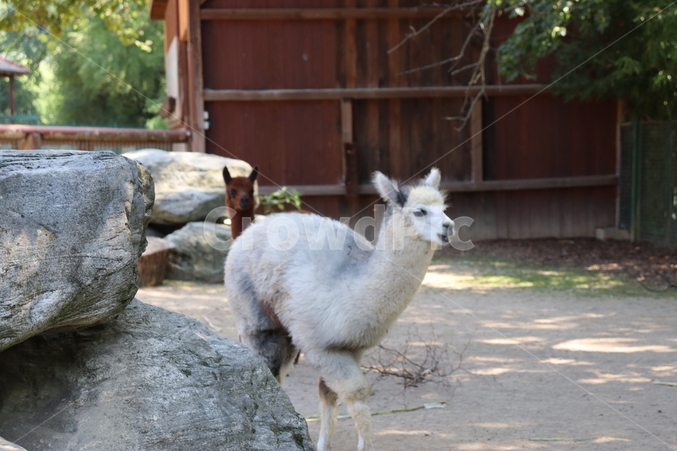 animal,라마,동물원,동물,귀여운,동물,animal,포유류,mammal