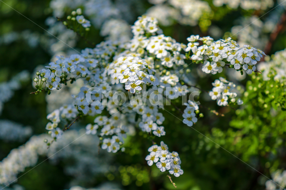 꽃,flowers,식물,꽃나무,geranium,flower,제라늄,plant,나무,tree,봄,spring,weather