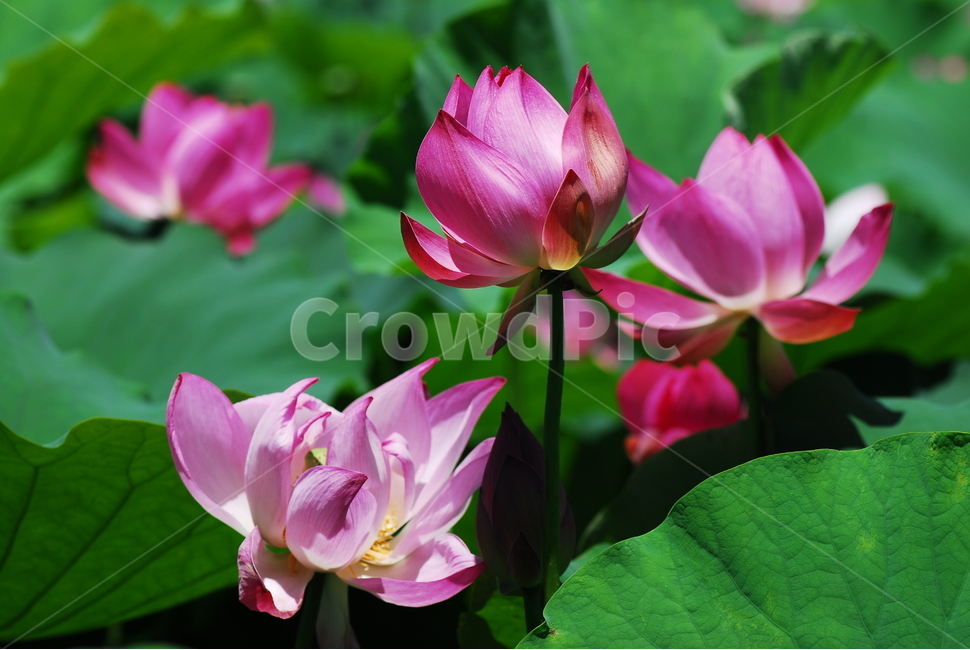 꽃,연꽃,궁남지,불교,여름,식물,자연,plants,nature,꽃,flower