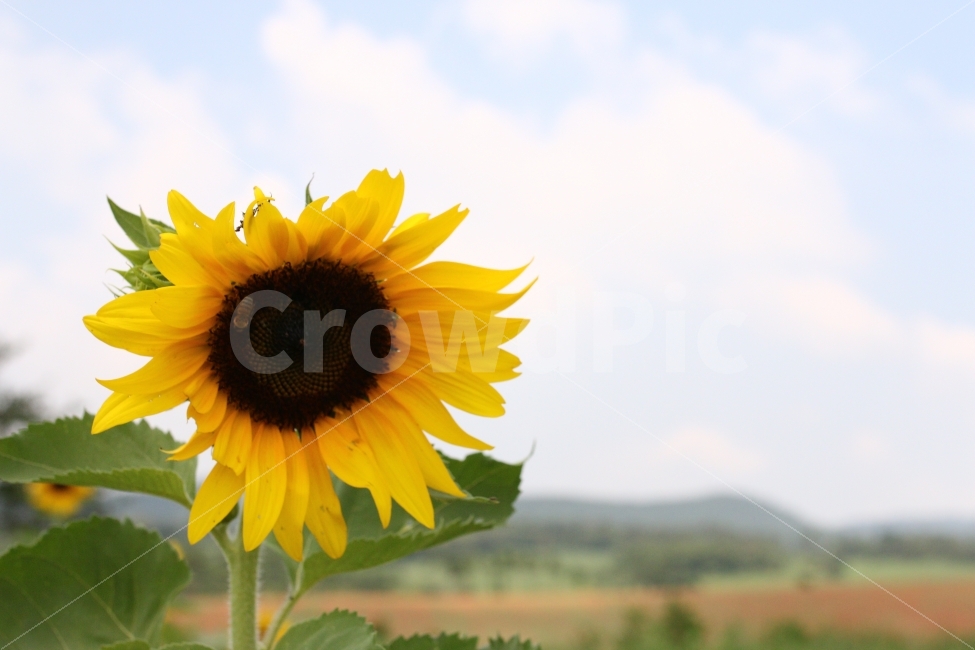 대한민국,고창,천일홍,꽃,여름,꽃밭,가든,여행,해바라기,여름,계절,summer,season,식물,자연,plants,nature,꽃,flower,plant,blossom