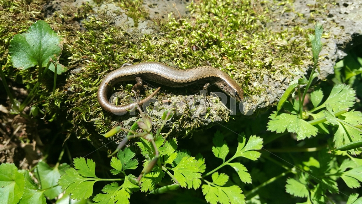 도마뱀,자연,파충류,비자림,관찰,제주도,이끼,lizard