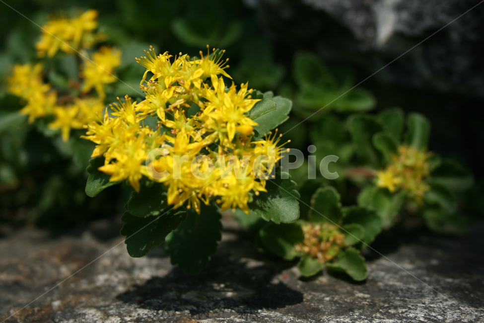 기린초,식물,flower,plants,nature,꽃,꽃봉오리,식물,자연,plants,nature,꽃,flower