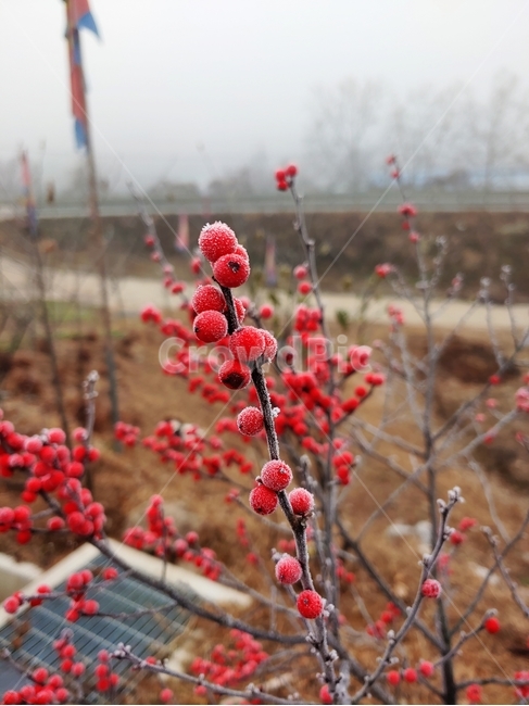 빨간열매,서리맞은열매,서리,plant,식물,자연,nature