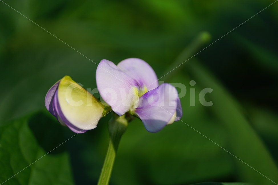 동부콩,완두콩,콩,식물,자연,이파리,여름,식재료,요리재료,식자재,nature,summer,green,녹색,줄기,접사,콩꽃,꽃사진,플라워,flower,농작물,농산물,농촌,시골,재배,수확,농업,country,macro,신비,감성,감성사진,힐링,힐링사진,콩밭,스냅,스냅사진,스넵,스넵사진,snap,bean,soya,pea,색깔,칼라,color,고운,곱다,한국의자연,한국자연,한국풍경,식물,자연,plants,nature,꽃,flower