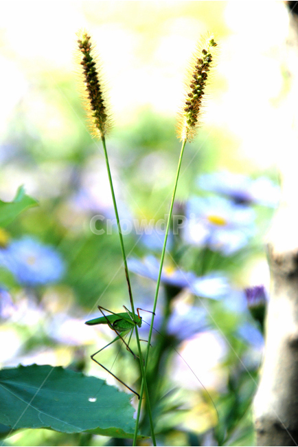 여치,곤충,가을,숲속,자연,식물,자연,plants,nature,동물,animal,곤충,벌레,insect,bug,휴식,힐링,rest,relaxation,healing