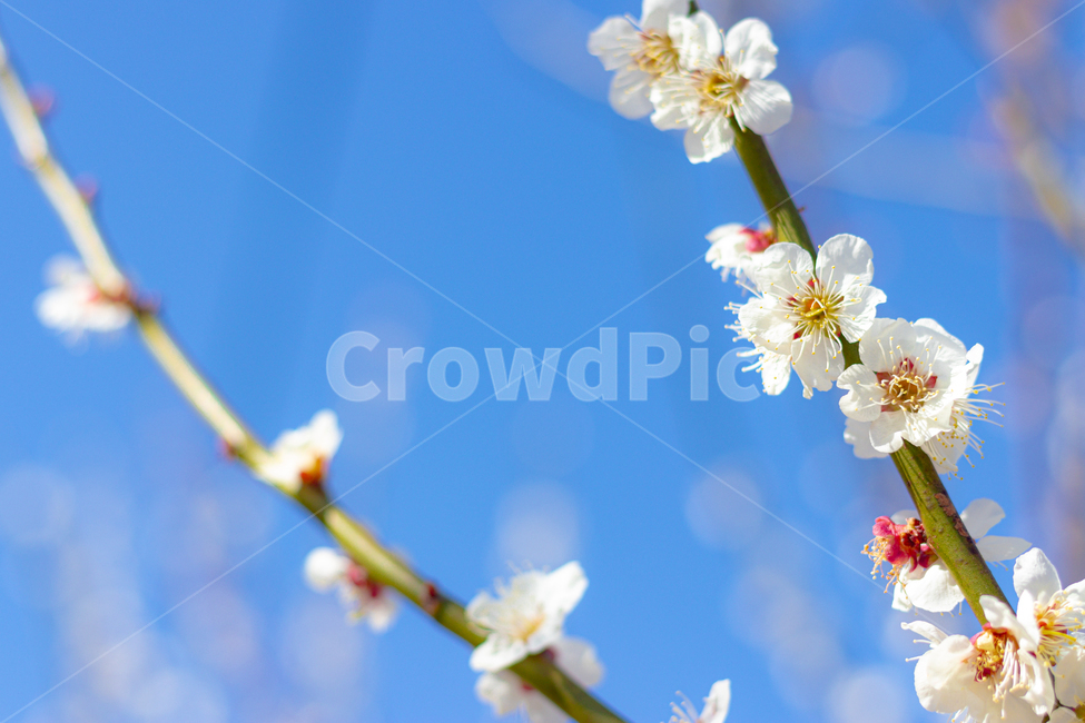 꽃,식물,매화,봄꽃,봄,봄,계절,spring,season,식물,자연,plants,nature,꽃,flower
