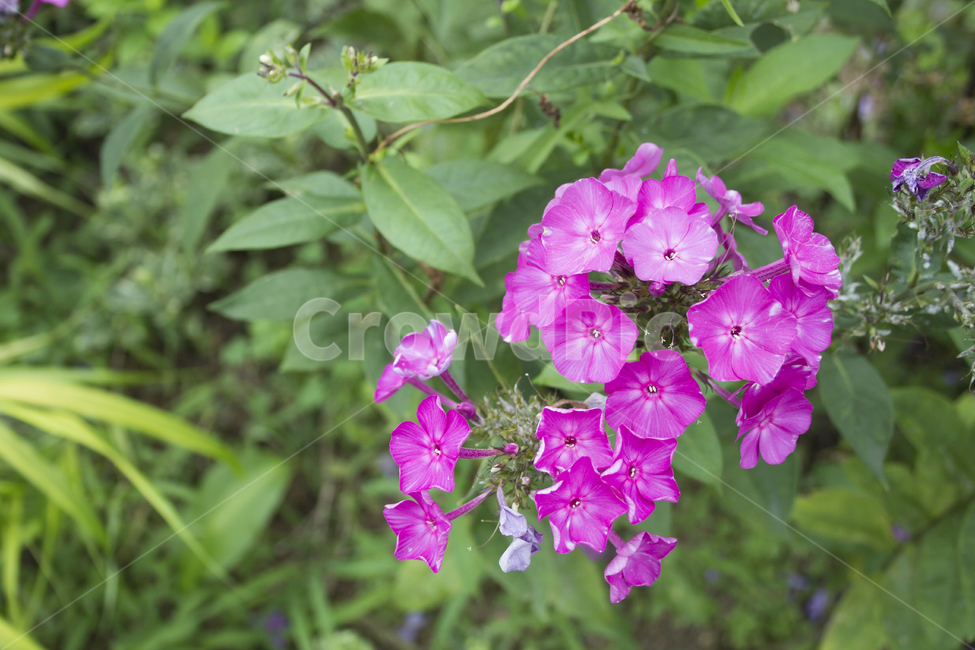 플록스,꽃,꽃잎,자연,식물,plant,blossom,식물,자연,plants,nature,꽃,flower