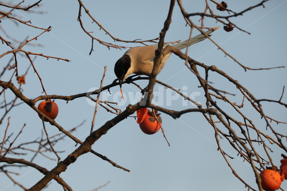 홍시,감나무,새,하늘,행복,가을,계절,fall,autumn,season,동물,animal,조류,새,birds,과일,열매,fruit,persimmon,감,food,음식,plant,식물