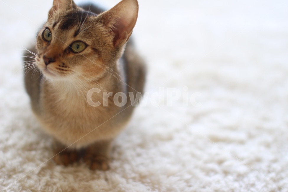 고양이,냥이,귀여움,집냥이,동물,반려묘,동물,animal,포유류,mammal,고양이,cat,kitten,kitty