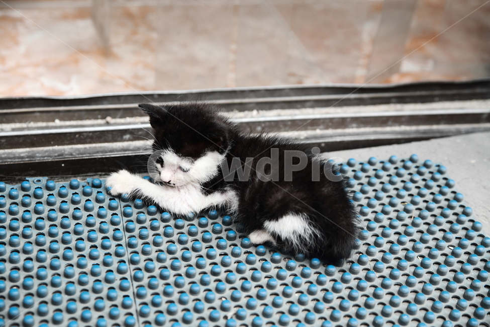고양이,아기고양이,동물,cat,animal