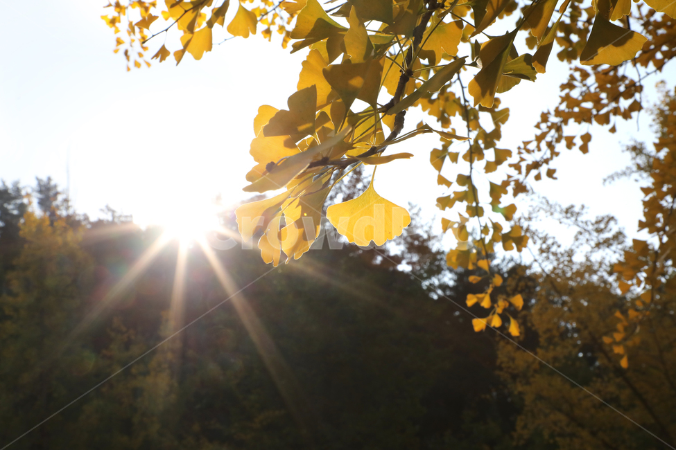 가을,은행,은행나무,자연,풍경,숲,빛,가을풍경,가을,계절,fall,autumn,season,식물,자연,plants,nature,light,flare,플레어,sunlight,햇빛
