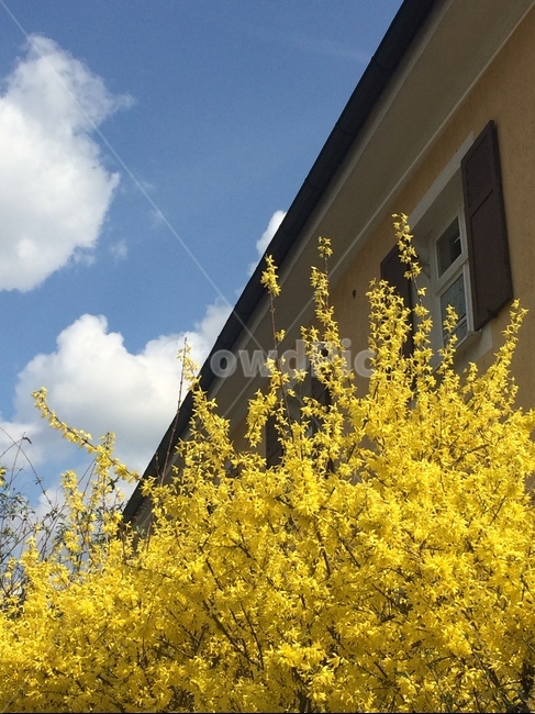 개나리,구름,봄,봄풍경,봄꽃,봄,계절,spring,season,식물,자연,plants,nature,꽃,flower