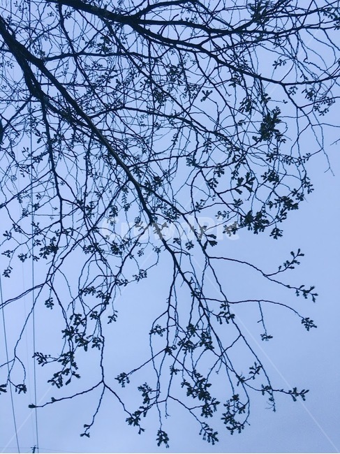 고요,나뭇가지,겨울,쓸쓸한,파랑,앙상함,겨울나무,나무,저녁,자연물,blue,tree