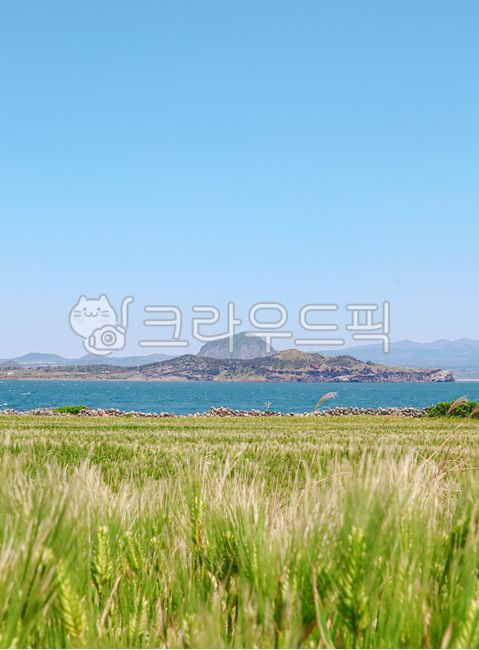 field,자연,옥외,outdoors,제주,제주도,제주도봄,봄,가파도,청보리,계절,아름다운,한국,jeju,jejuisland,산,산방산,꽃밭,들판,들,잎,목초지,grassland