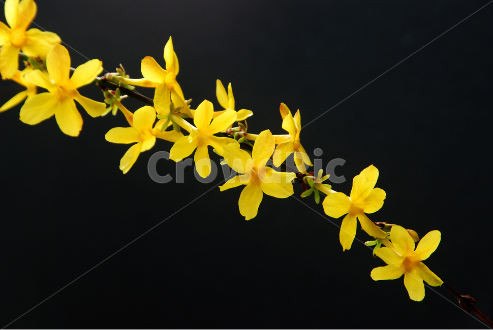 봄,봄꽃,계절,영춘화,노랑꽃,식물,자연,plants,nature,꽃,flower