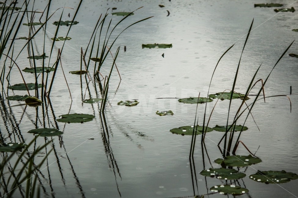 풍경,호수,호수공원,비내리는날,rainy,자연,풍경,nature,landscape,비,비오는날,rain,rainy,land,땅,outdoors,옥외,water,물