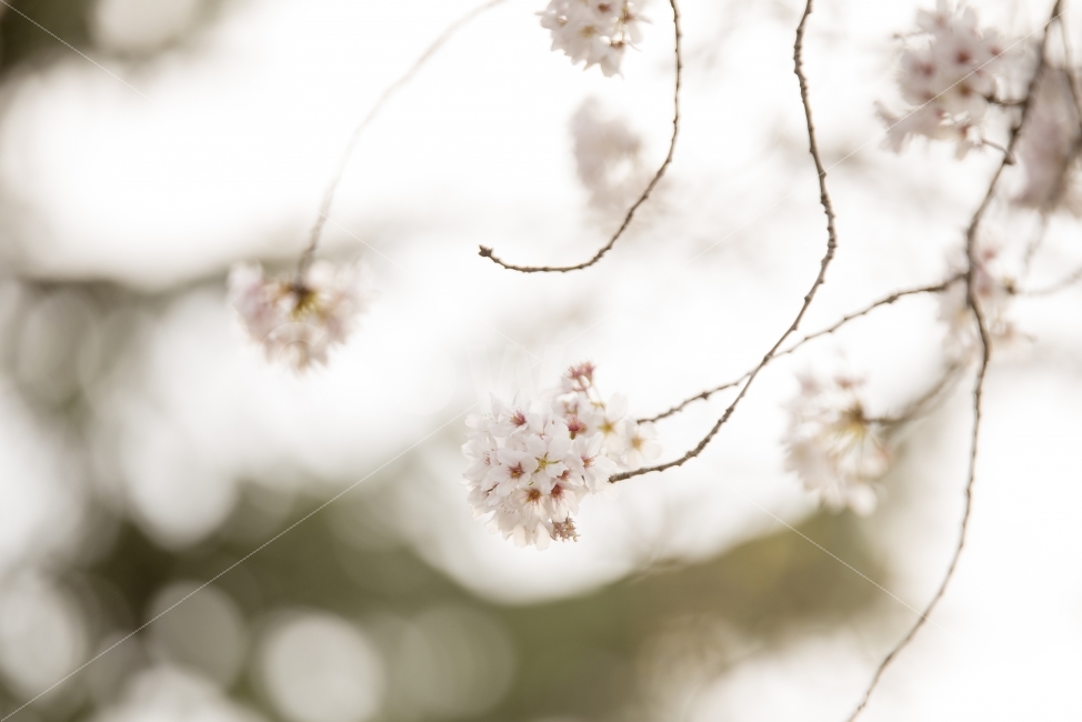 벚꽃,봄꽃,꽃,봄날,봄,자연,분홍,풍경,nature,spring,cherryblossom,봄,계절,spring,season,식물,자연,plants,nature,꽃,flower,감성,sensible,feeling,plant