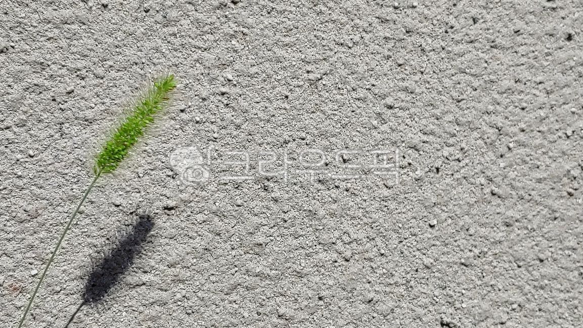 Foxtail,concrete,rough,shadow,grass,background,texture,weeds,blank space