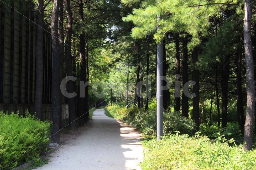 잔디,풀,잡초,초록,초록색,자연,야외,공원,정원,나무,숲,길,오솔길,자연,풍경,nature,landscape,tree,plant,식물