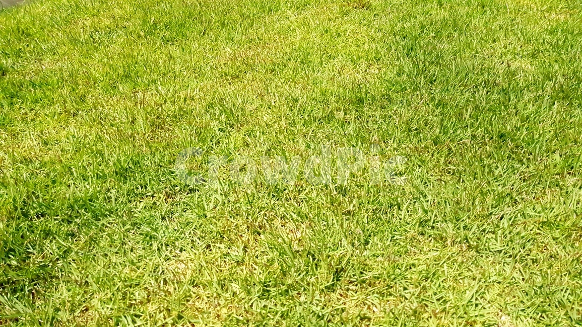 잔디,풀,녹색,green,floor