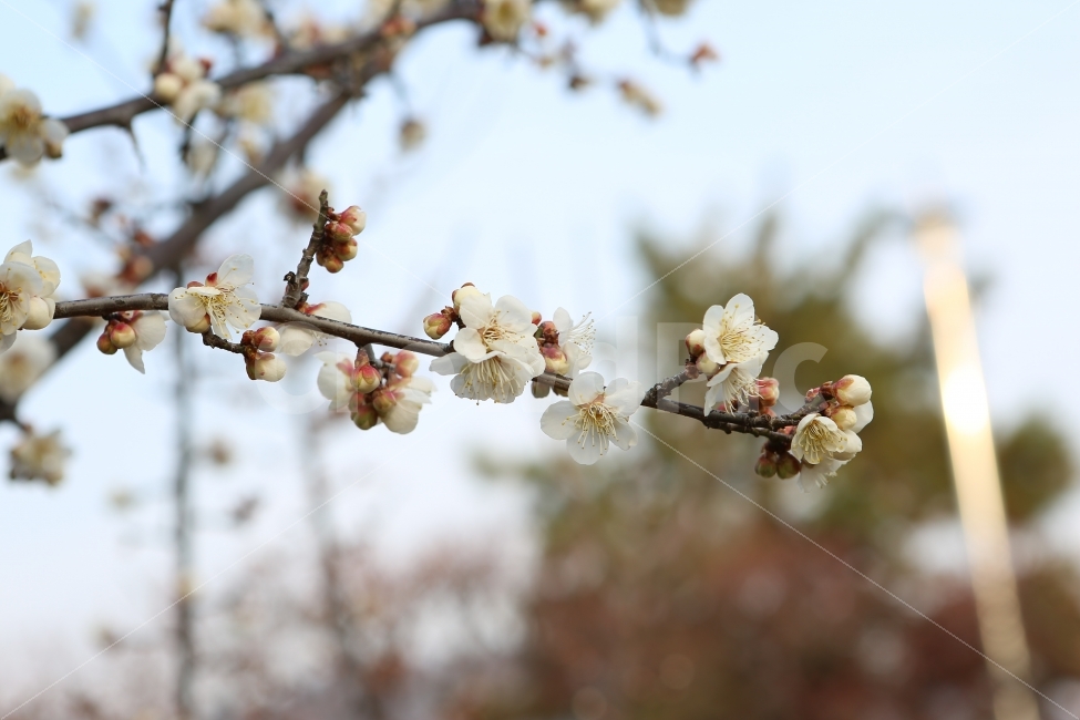 매화꽃,꽃,주말,나들이,풍경,꽃길,배경화면,봄날,봄,데일리,식물,자연,plants,nature,봄,계절,spring,season,꽃,flower,plant