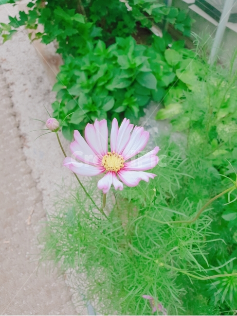 plant,식물,꽃,flower,핑크