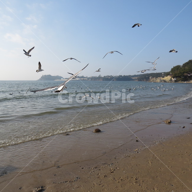 바다,격포,해수욕장,바닷가,해안,갈매기,풍경,기분좋은,파란,해변,해변가,동물,animal,조류,새,birds