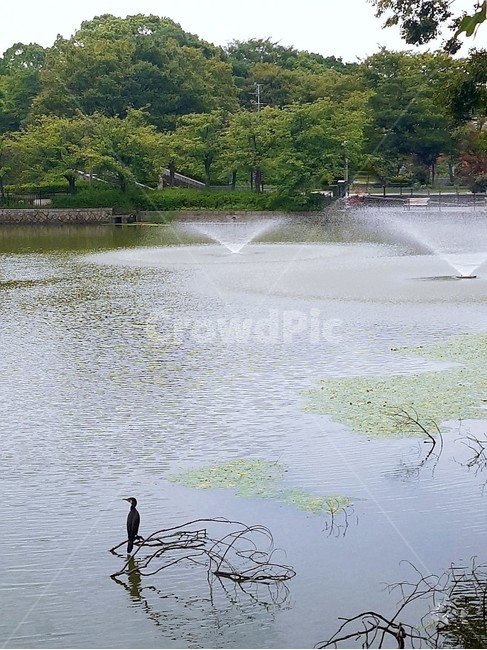 water,물,새,동물,옥외,호수,강,자연