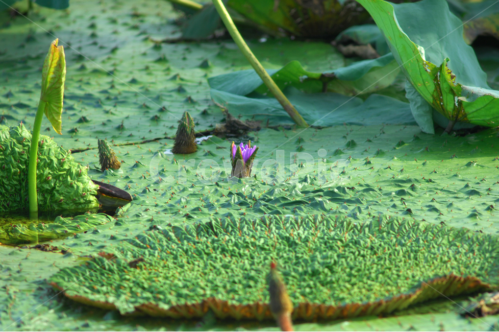 자연,식물,가시연꽃,가시연잎,가시연,연꽃,연못,수생식물,식물,자연,plants,nature