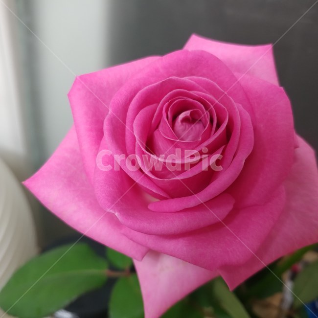 flower,장미,rose,분홍장미,blossom