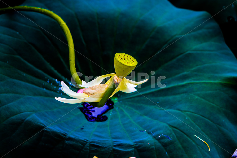 연잎,낙화,꽃잎,문양,무늬,자연,식물,자연,plants,nature,꽃,flower