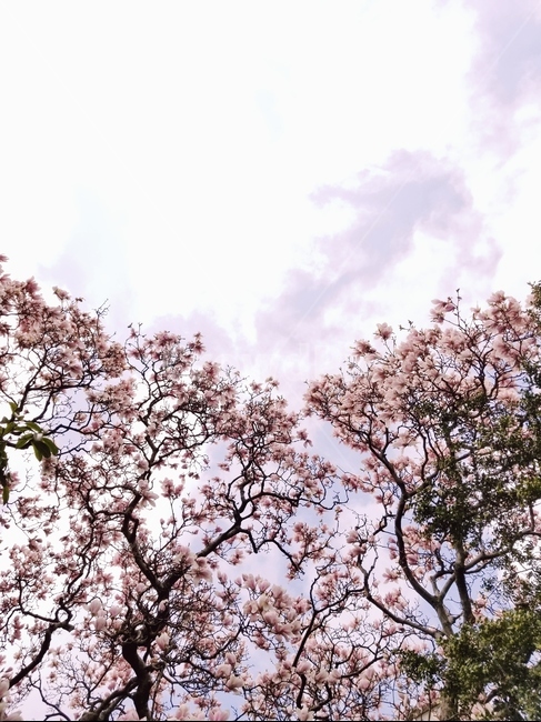 봄,벚꽃,하늘,핑크,분홍,꽃,봄,계절,spring,season,plant,식물,flower,cherry blossom,blossom
