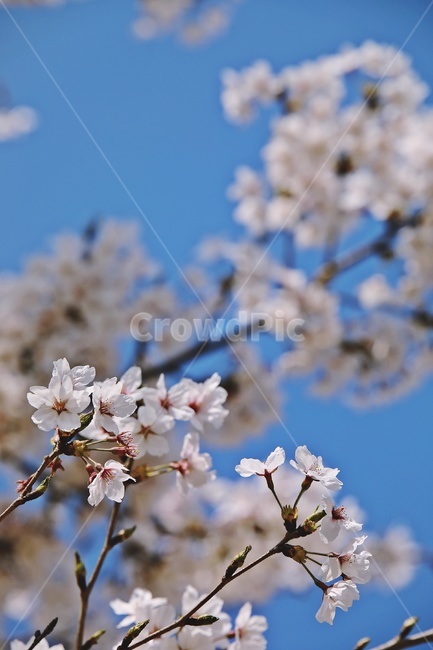 벚꽃,벚나무,cherryblossoms,flower,cherrytree,식물,자연,plants,nature,꽃,flower