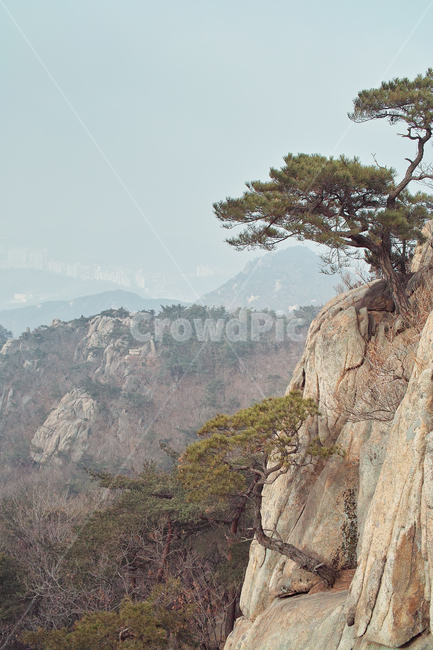 cliff,낭떠러지,nature,자연,outdoors,옥외,나무,소나무,바위,절벽,산꼭데기,등산,산,꼭데기,산행,자연,풍경,nature,landscape