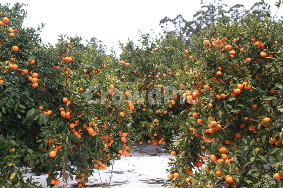 제주도,제주도풍경,풍경,귤나무,귤밭,농업,농사,agriculture,farming,farming industry