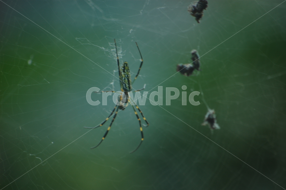 거미,거미줄,먹이,벌레,곤충,파리,동물,animal,곤충,벌레,insect,bug