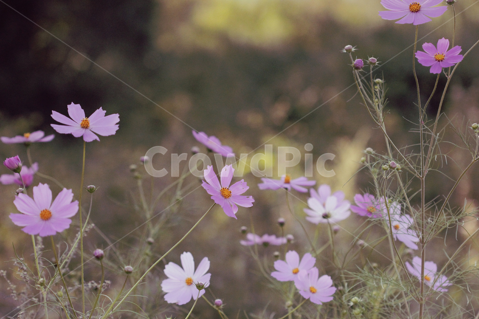 코스모스,꽃,자연,꽃밭,flower,green,가을,계절,fall,autumn,season,식물,자연,plants,nature,꽃,flower,감성,sensible,feeling,plant,blossom,daisy,데이지,daisies