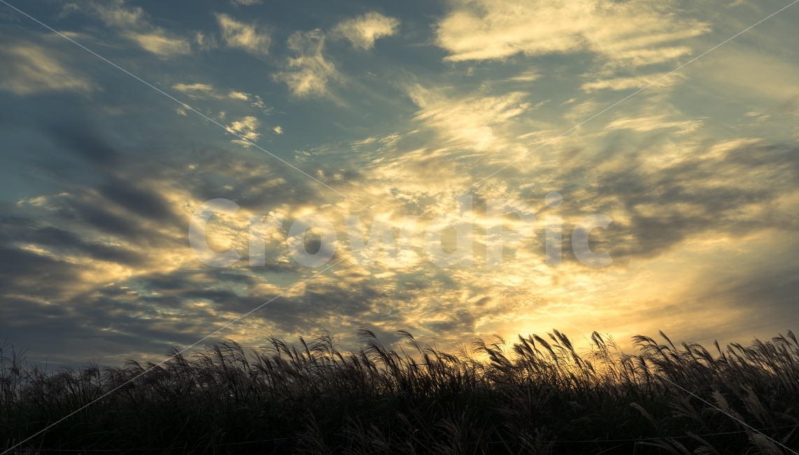 노을,억새풀,하늘공원,억새숲,상암동,가을,가을,계절,fall,autumn,season,자연,풍경,nature,landscape,한국자연풍경,한국자연경관,korea nature landscape,plant,식물,grass,잔디,lawn,reed,갈대