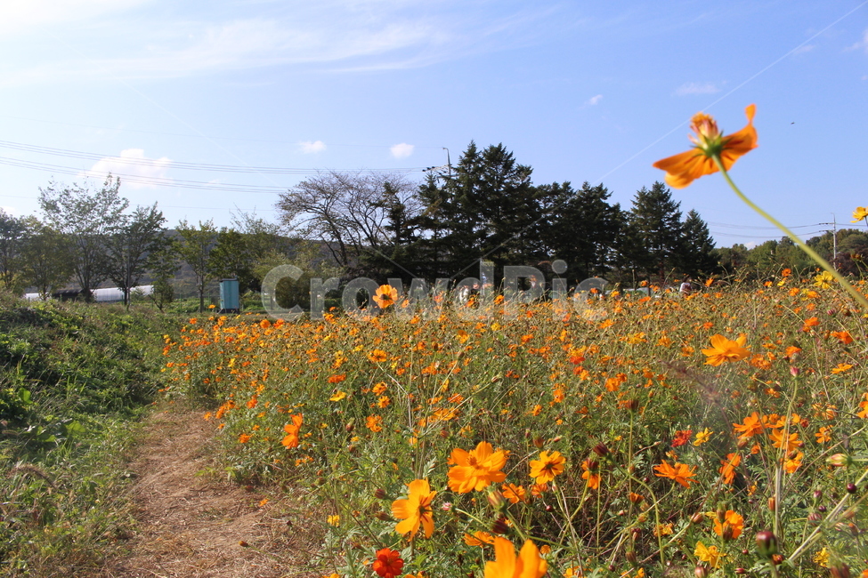 코스모스,채송화,꽃,자연,잎,봄,가을,평화로운,환경,길,식물,자연,plants,nature,꽃,flower
