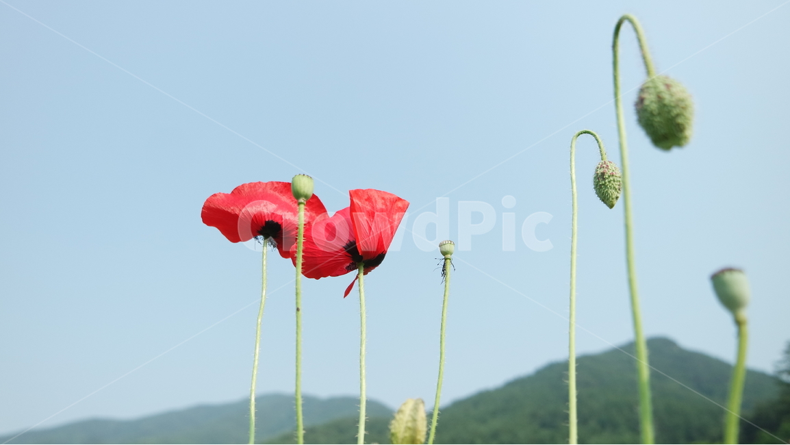 양귀비,양귀비꽃,꽃축제,꽃,꽃사진,식물,자연,plants,nature,꽃,flower