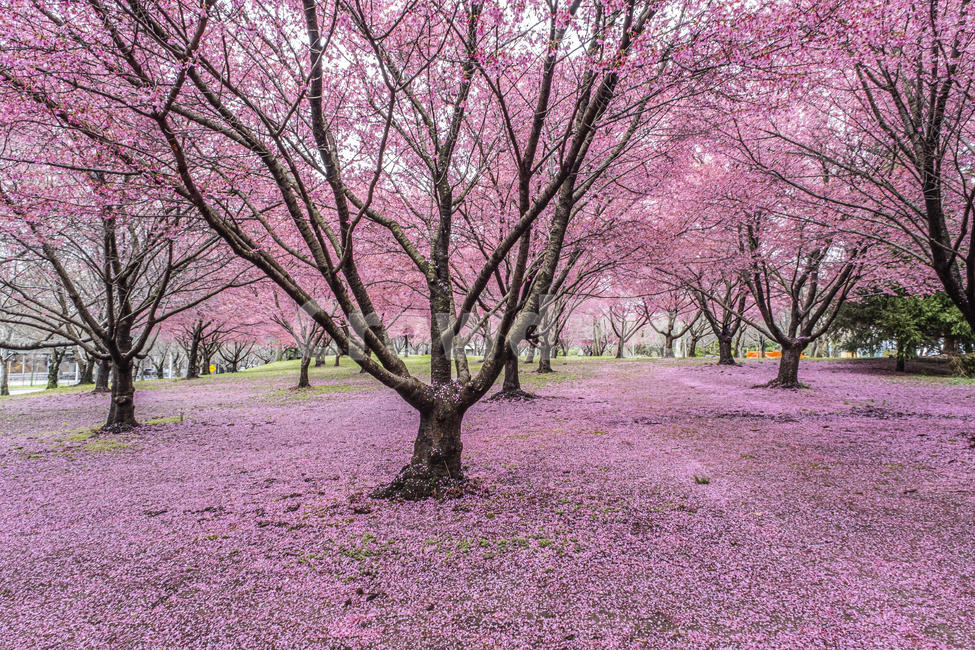 plant,식물,꽃,flower,봄,벚꽃,분홍,핑크,pink,spring,cherry,blossom,bloom,식물,자연,plants,nature,꽃,flower