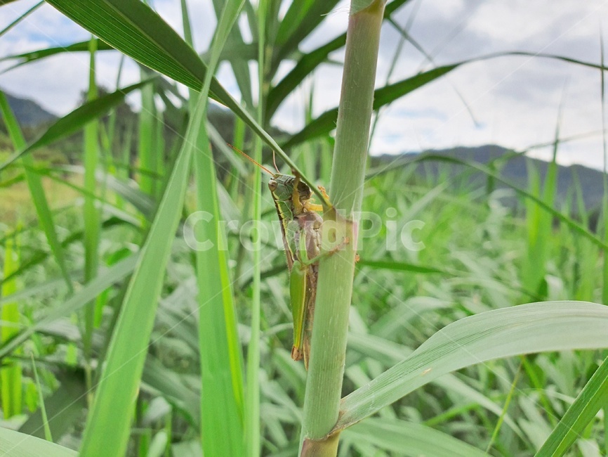 메뚜기,곤충,insect,식물,보호색,초록,green,plant,식물,자연,plants,nature,곤충,벌레,insect,bug