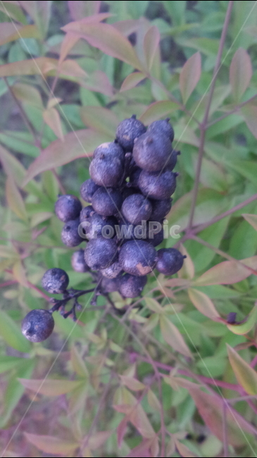 남천열매,매자나무과,정원수,난텐,상록성떨기나무,관상용,식물,자연,plants,nature,과일,열매,fruit