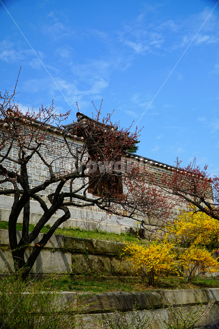 창경궁,하늘,봄,서울,한국,대한민국,korea,spring,changgyeonggungpalace,palace,changgyeonggung,seoul,cherryblossom,tree,자연,nature,식물,plants,한국적인,한국자연,한국풍경,경치,landscpae,4월,april,봄꽃,구름,sky,cloud,왕궁,궁전,궁궐,한옥,조선시대,조선왕조,역사,히스토리,문화,문화재,history,정원,건물,건축물,한국전통,전통,한국문화,한국문화재,culturalproperties,culturalassets,한국전통,한국문화,korean traditional,korean culture,건축물,건물외관,exterior,building,structure,architecture,construction