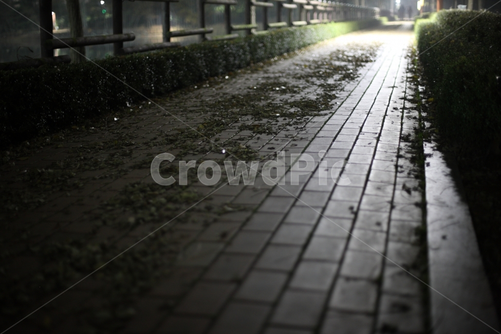 way,길,야경,낙엽,공원,nightview,road,야경,밤,풍경,nightscape,night,landscape,walkway,보도,path,통로