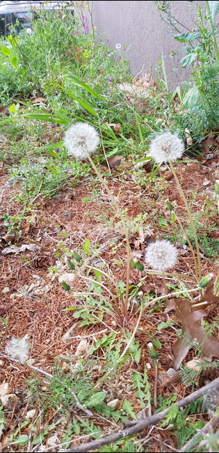 민들레,봄,잡초,풀꽃,홀씨