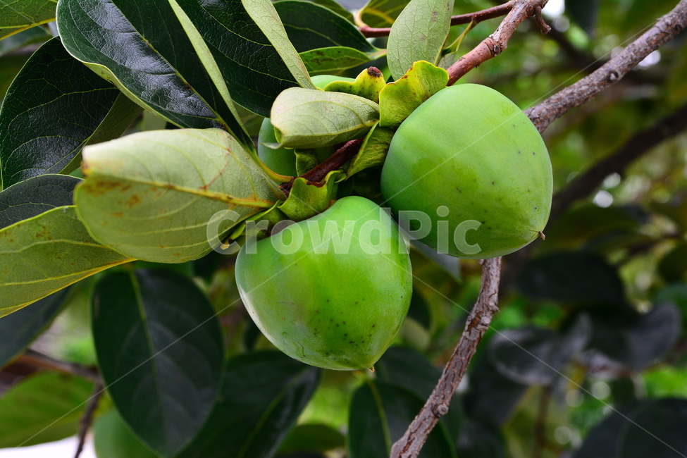 감,과일,열매,음식,땡감,food,감나무,곶감재료,아시안,asian,fruit,탄닌,persimmon,한국적,코리안,나무열매,잎새,잘익은,식욕,맛,taste,수정과,감말랭이,autumn,fall,식물,자연,plants,nature,음식,식재료,요리,food,cook,meal,dishes,food reserves,과일,열매,fruit