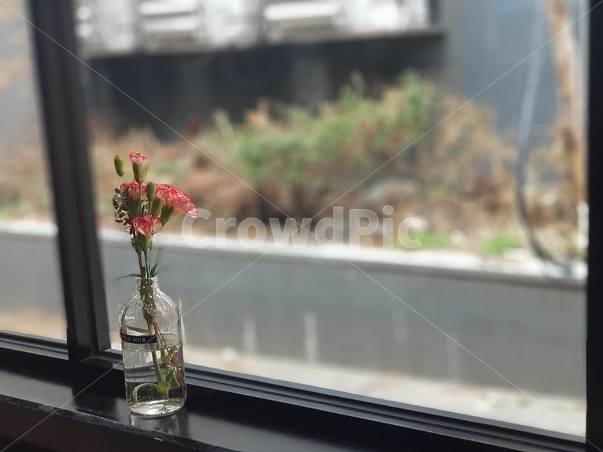 꽃,창가,화분,카페,풍경,자연,화병,창문,인테리어,실내용화초,화분,화초,house plant