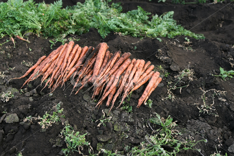 야채,당근,다이어트,건강,유기농,제주,농장,자연,carrot,carrots,food,vegetable,fresh,orange,bunch,organic,healthy,vegetables,green,raw,isolated,root,agriculture,garden,diet,market,vegetarian,leaf,white,harvest,vitamin,ripe,nature,carrotcarrot,farm,closeup,color,colorful,country,diete,cofarmer,farmersmarket,farming,background,greenhealthhealthyfoodshealthylifehealthylifestylehealthylifestylebackground,jejuisland,jejukorea,natural,naturelandscape,nutrition,organicbackground,organicfarm,음식,식재료,요리,food,cook,meal,dishes,food reserves,채소,야채,vegetables,산업,industry,industrial,농업,농사,agriculture,farming,farming industry