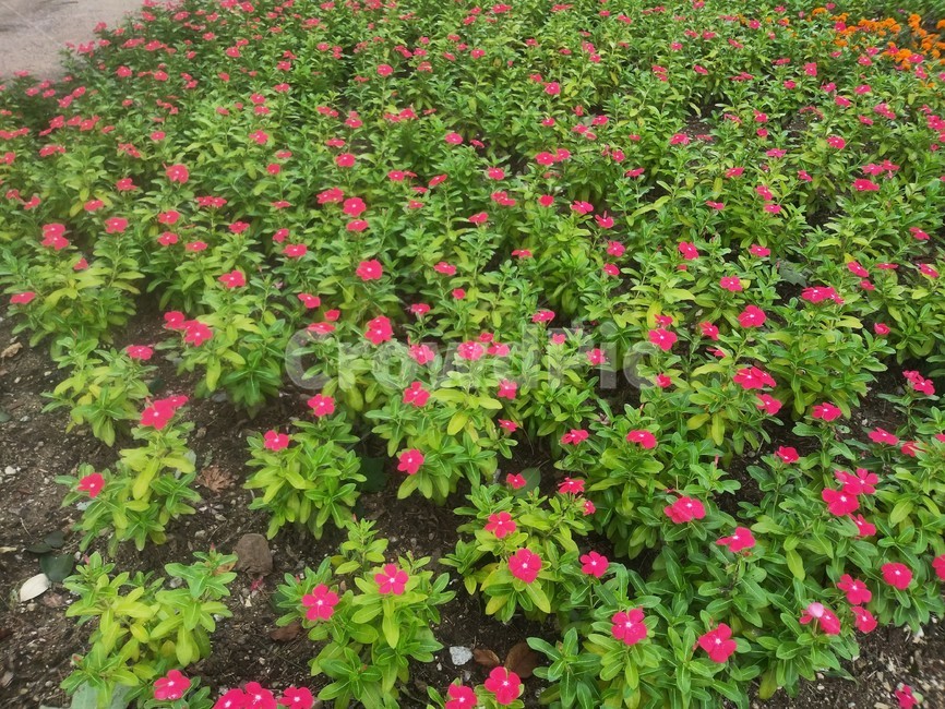 plant,식물,허브,herbs,꽃,파종기,병장식,식물,자연,plants,nature,꽃,flower